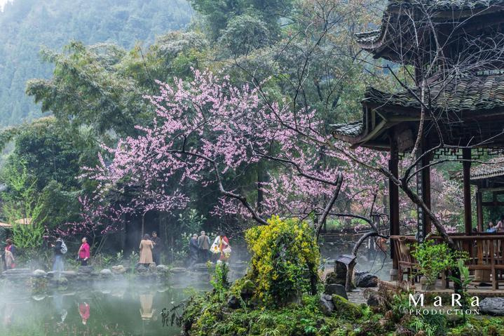吴昌硕1905年十二开《缶翁墨戏——花卉清供册》清新隽永之经典